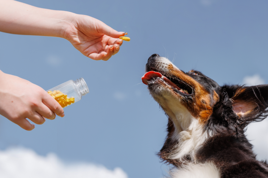 dog image