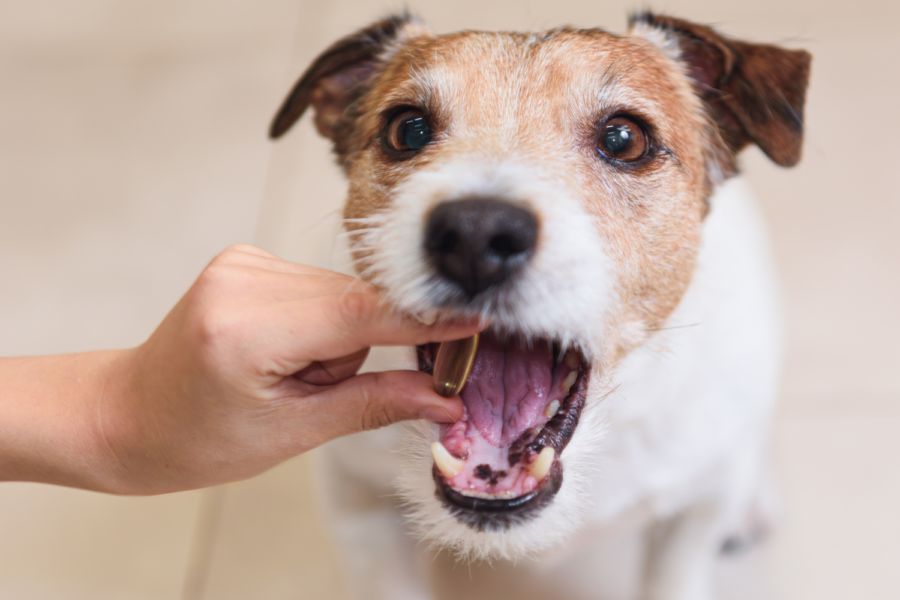Centres Of Excellence dog